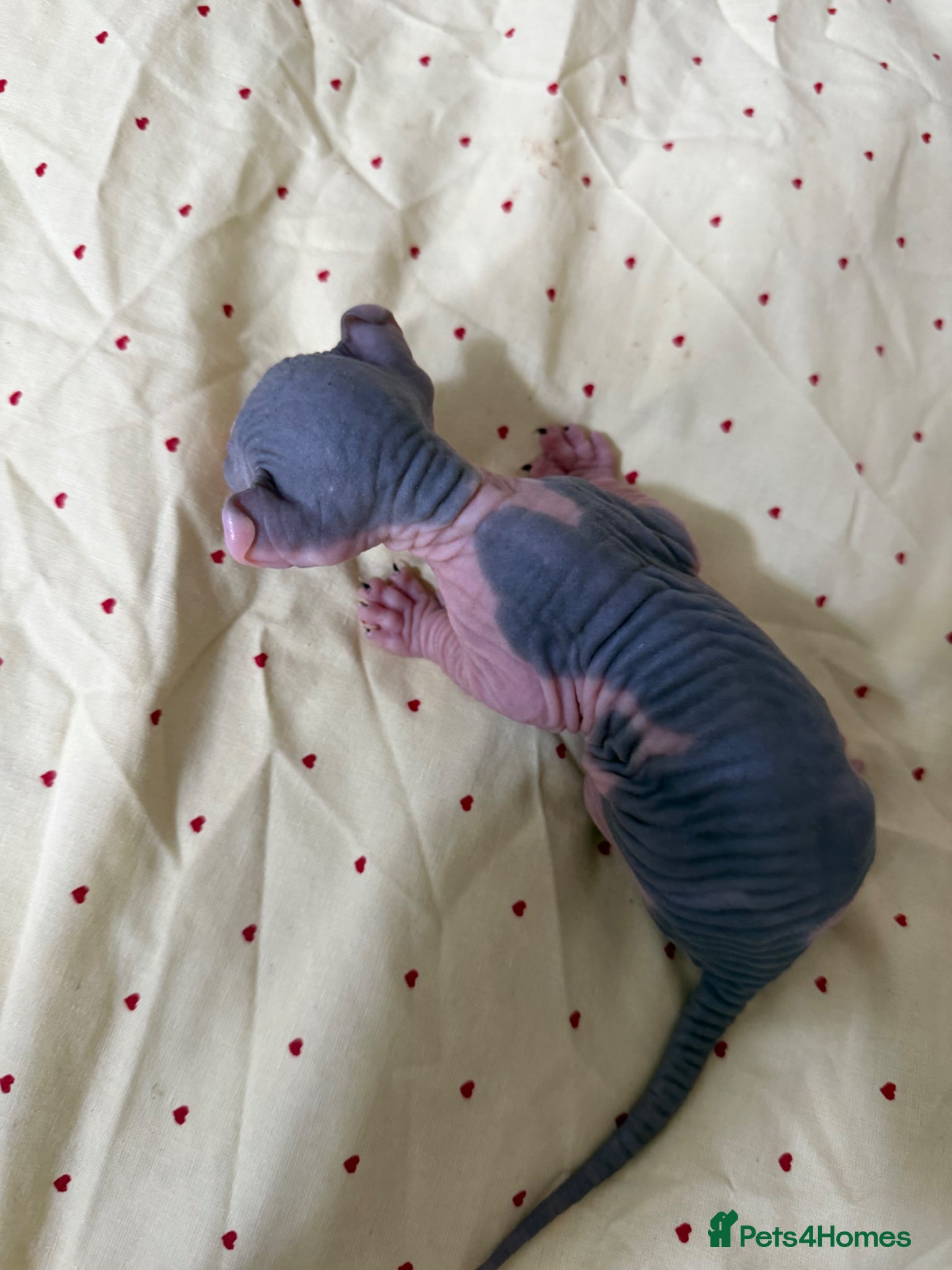 Sphynx cats 💎 Sphynx Kittens 2 Boys & 1 Girl Available 💎 - Advert 2
