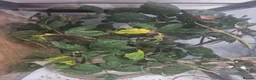 Stick Insects invertebrates for sale: Indian Stick Insects Nympths 50p each - Advert 3