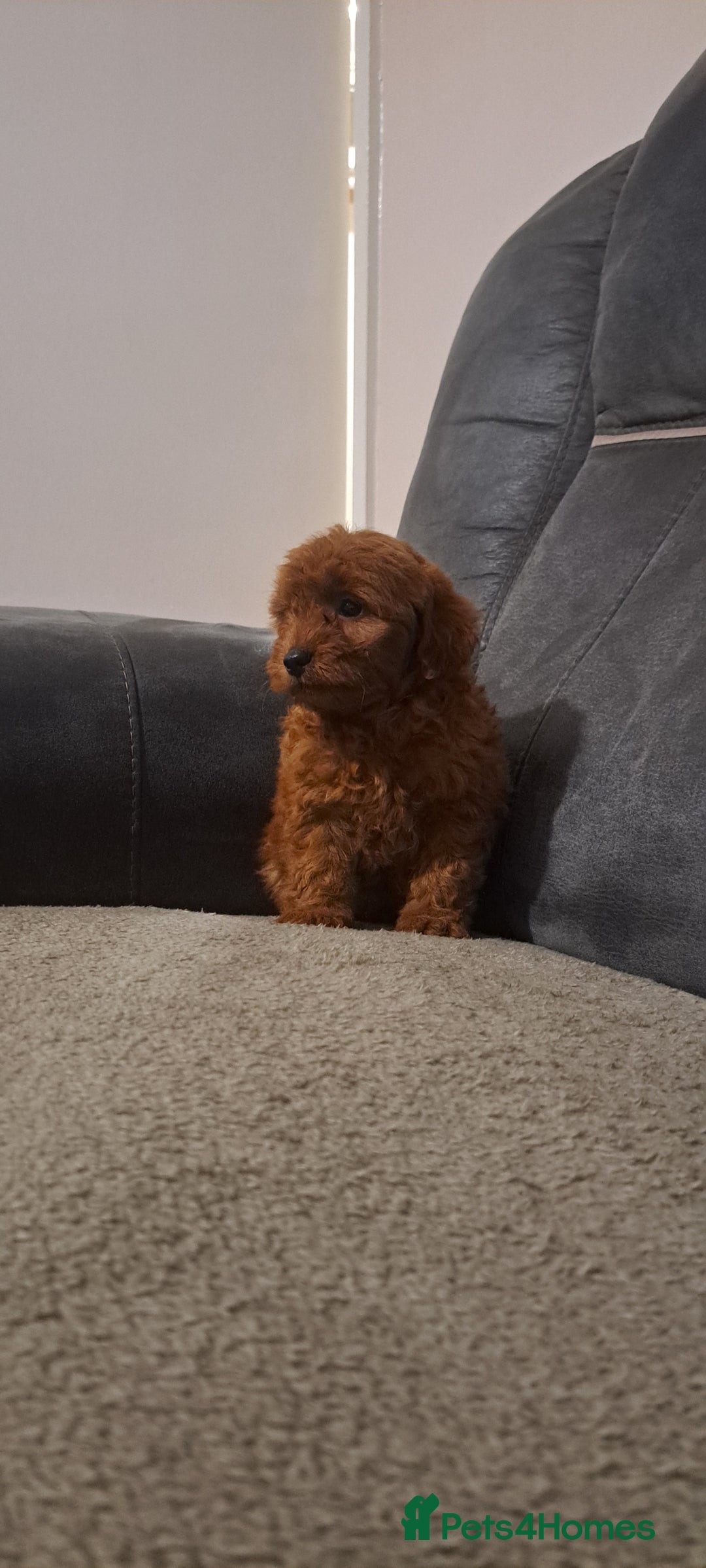 Toy Poodle dogs for sale: Toy poodle - Advert 12