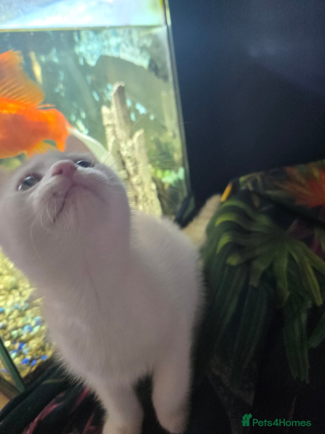 Mixed Breed cats for sale: SweetPlayfulKitten–Socialised with Dog 😻 - Image 12