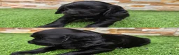 Cocker Spaniel dogs for sale: Working cocker puppies in Derby - Advert 4