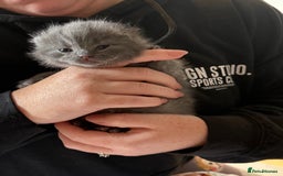 British Shorthair cats for sale: Beautiful British Blue Kitten - Image 11