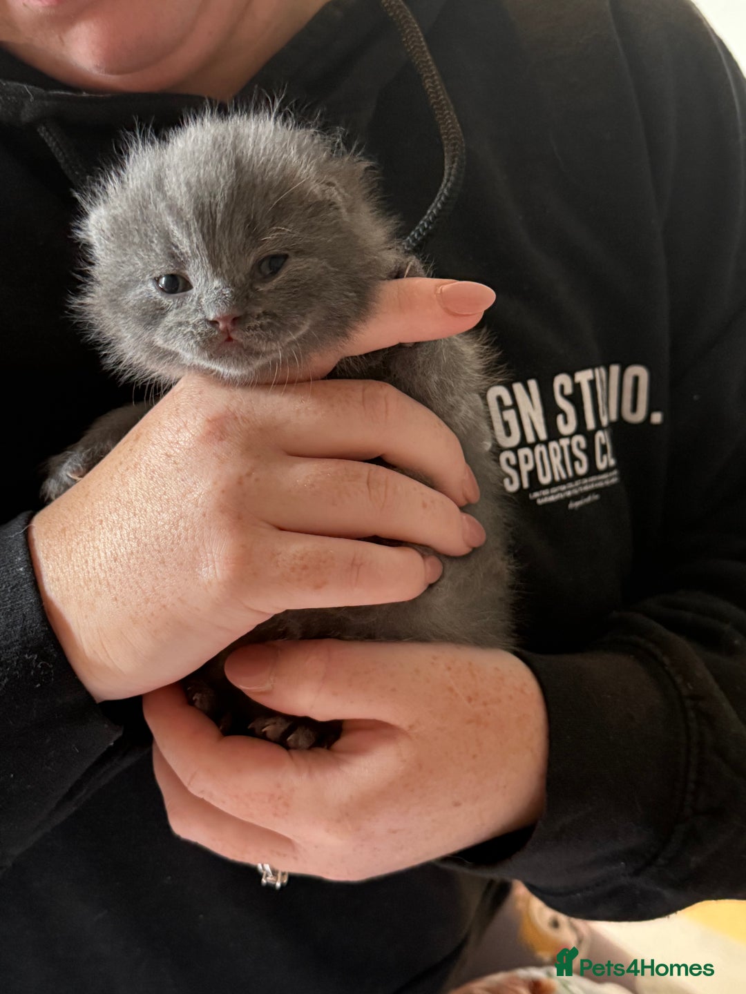 British Shorthair cats for sale: Beautiful British Blue Kitten - Image 11