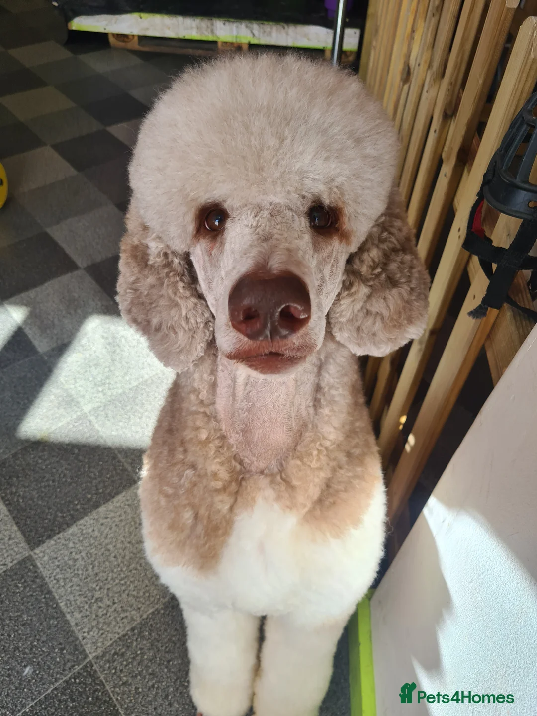 Standard Poodle dogs for stud: 3 Standard poodles for stud in Wirral - Advert 6