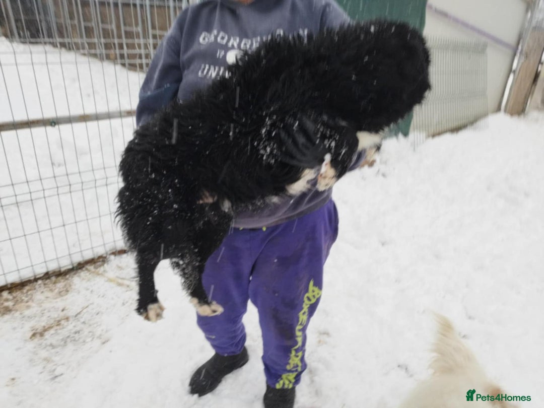 Mixed Breed dogs for adoption: 🖤 Mark 🖤 -  a Superb young Boy for a Loving Home - Advert 6