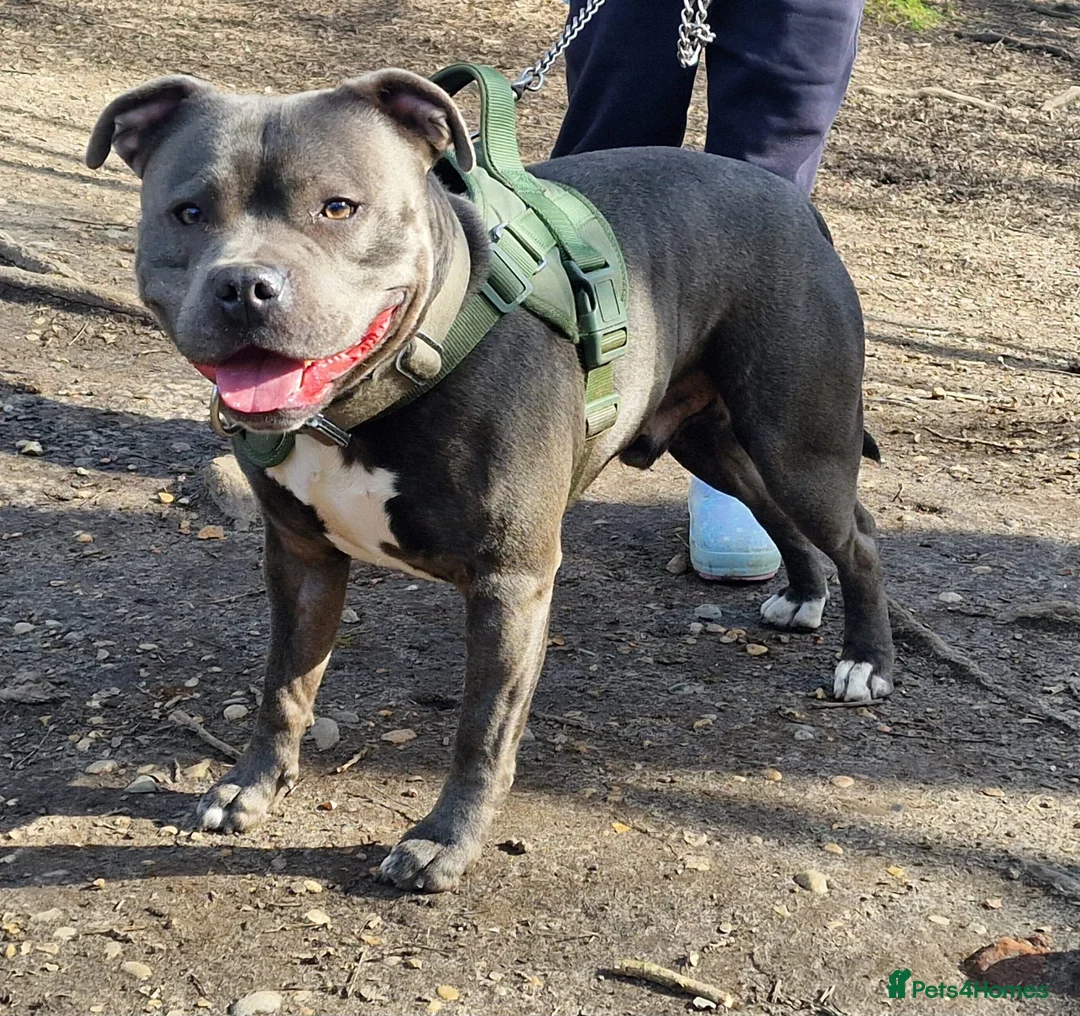 Staffordshire Bull Terrier dogs for stud: Blue Staffordshire bul terrier stud - Advert 1