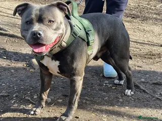 Staffordshire Bull Terrier dogs Blue Staffordshire bul terrier stud - Advert 17