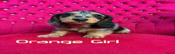 Miniature Dachshund dogs for sale: Ready to leave now. Silver Dapple Longhaired Minis - Advert 16
