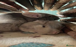 Chinchilla rodents for sale: Two female chinchillas and cage  - Image 9