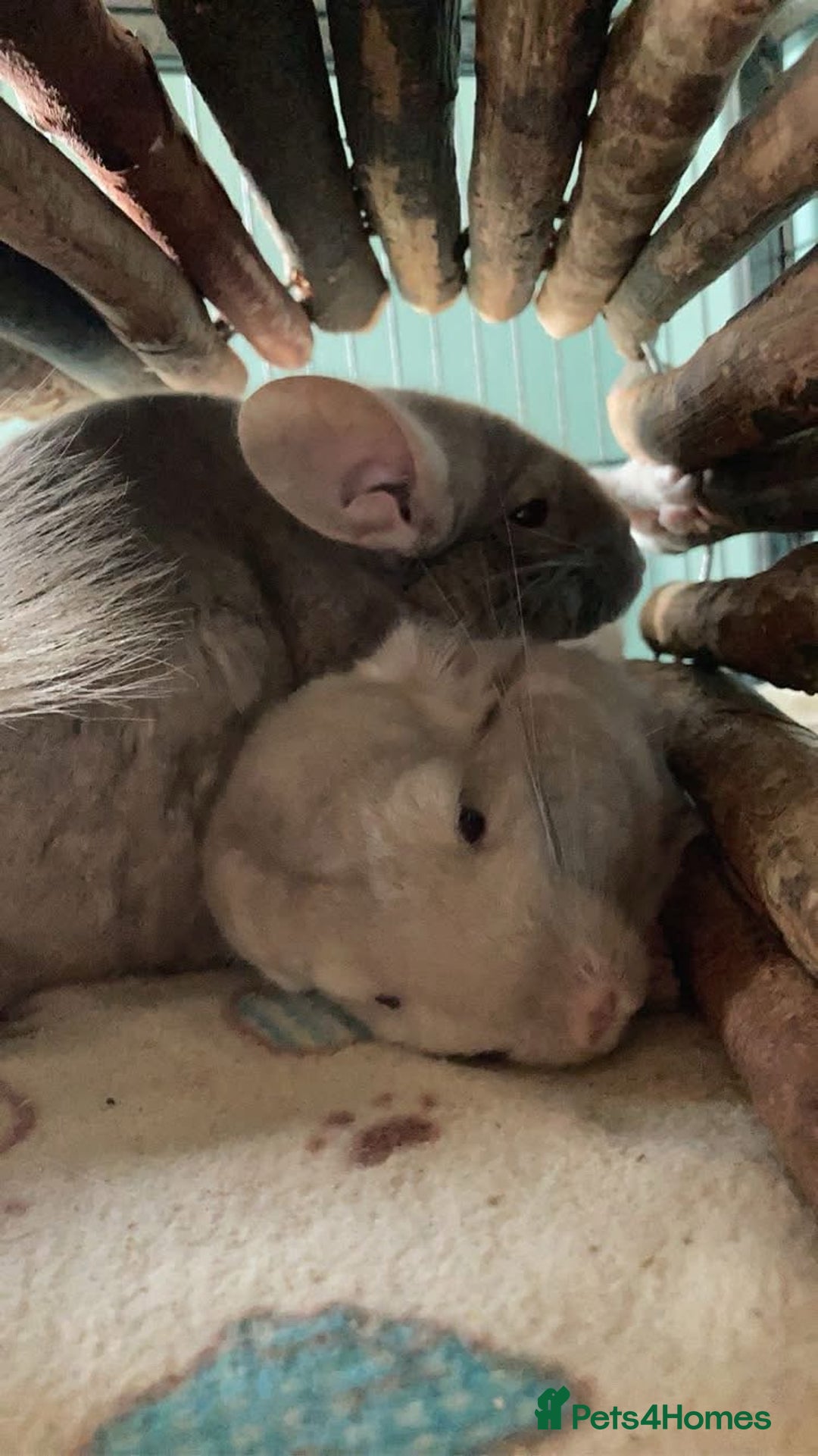 Chinchilla rodents for sale: Two female chinchillas and cage  - Image 9