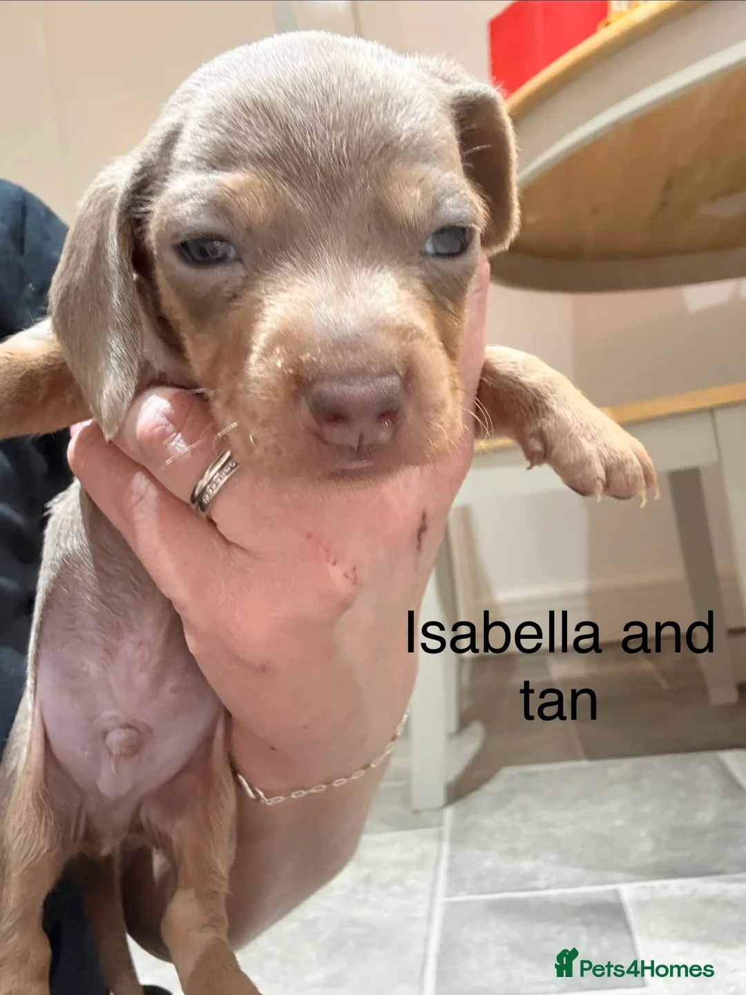 Miniature Dachshund dogs for sale: Stunning litter of Isabella miniature daschunds - Advert 6