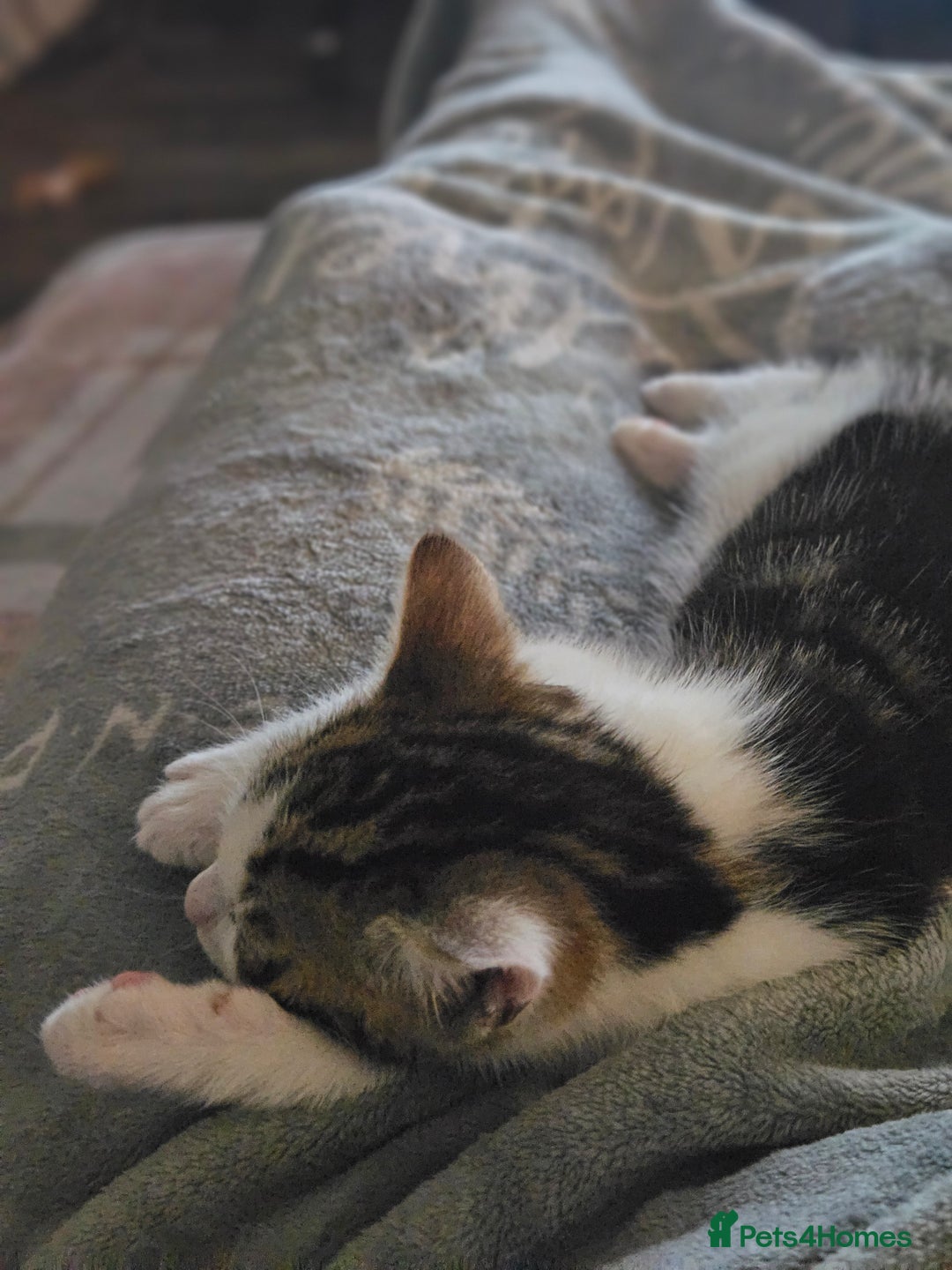 Mixed Breed cats for sale: Baby kitten - Advert 3