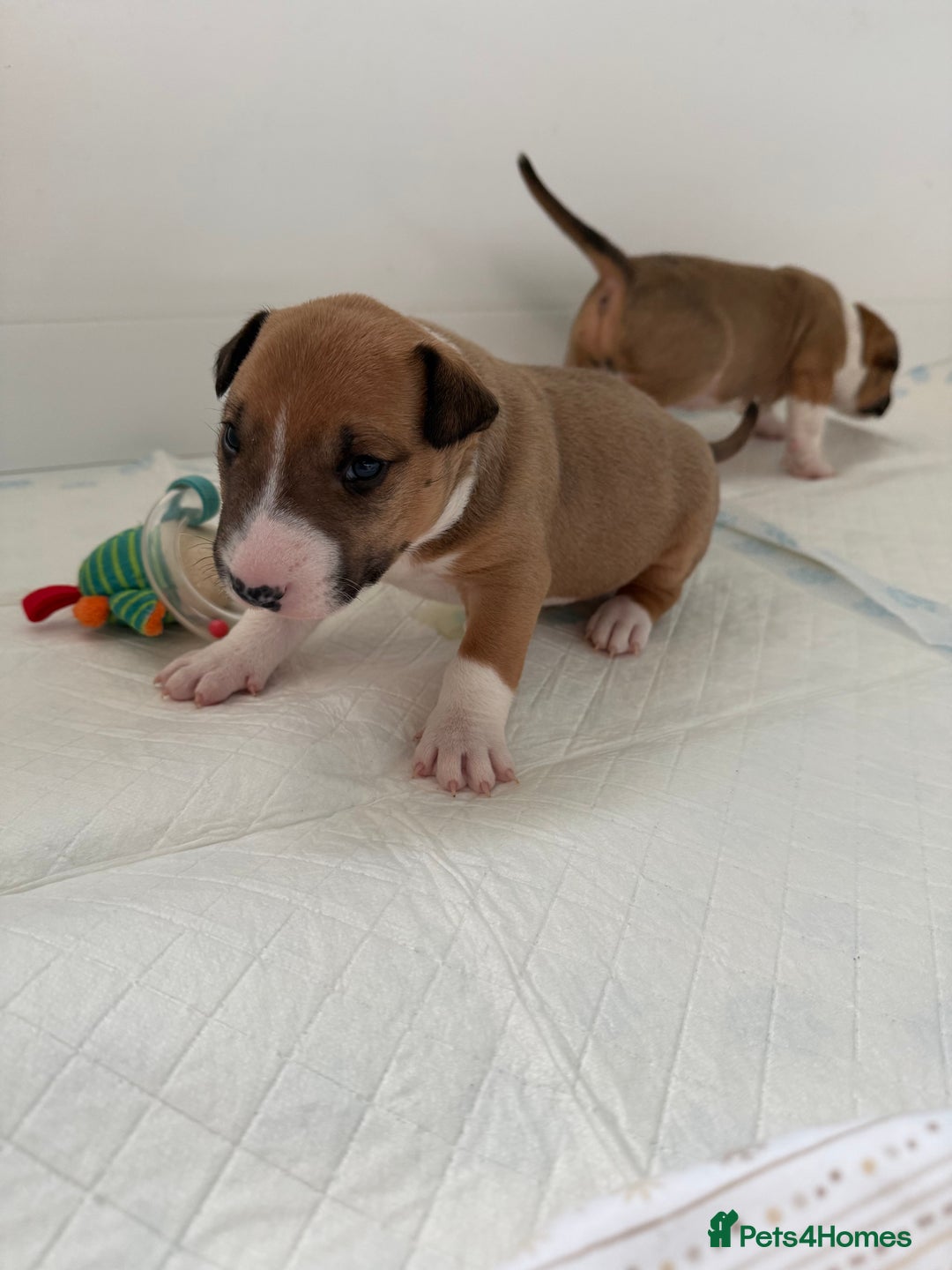 English Bull Terrier dogs for sale: KC English Bull Terrier puppies available  - Advert 5