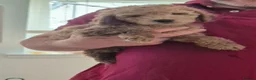 Labradoodle dogs for sale: Miniature Rare Lavender Labradoodle Puppies - Advert 1