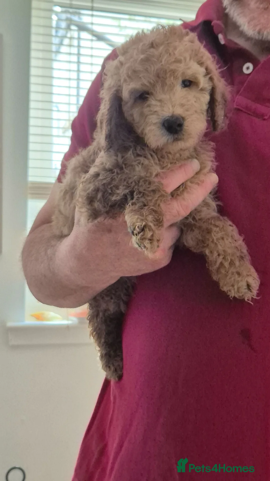 Labradoodle dogs for sale: Miniature Rare Lavender Labradoodle Puppies - Advert 1