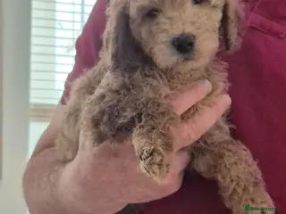 Labradoodle dogs Miniature Rare Lavender Labradoodle Puppies - Advert 2