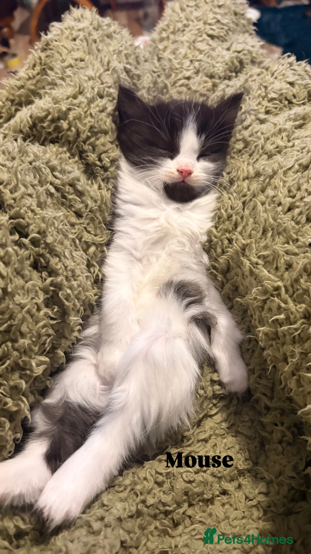 Ragdoll cats for sale: Ragdoll cross kittens | 3 Female | 1 Male - Advert 15