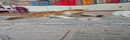 Mixed Breed cats for sale: KITTENS READY TO LEAVE in Oldbury - Advert 16