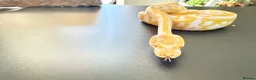 Python Snake reptiles for sale: 1.0 Leo Candy 66% het Pied  - Advert 14