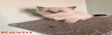 Kevin