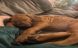 Rhodesian Ridgeback dogs for sale: Exquisite litter Rhodesian Ridgebacks - Image 11