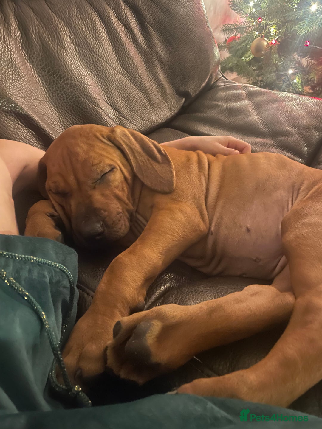 Rhodesian Ridgeback dogs for sale: Exquisite litter Rhodesian Ridgebacks - Image 11