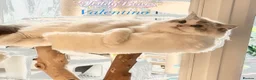 Ragdoll cats for sale: Valentino 🩵 – for breeding/showing or as a pet. - Advert 3