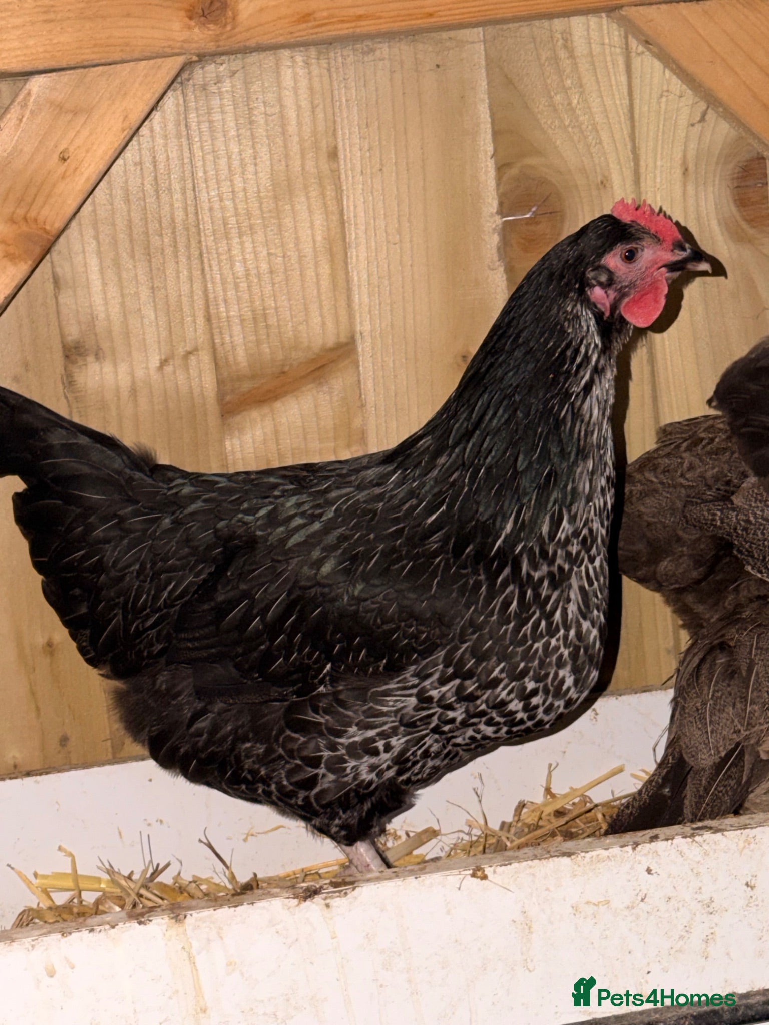 Chickens poultry mix hybrid  - Advert 1