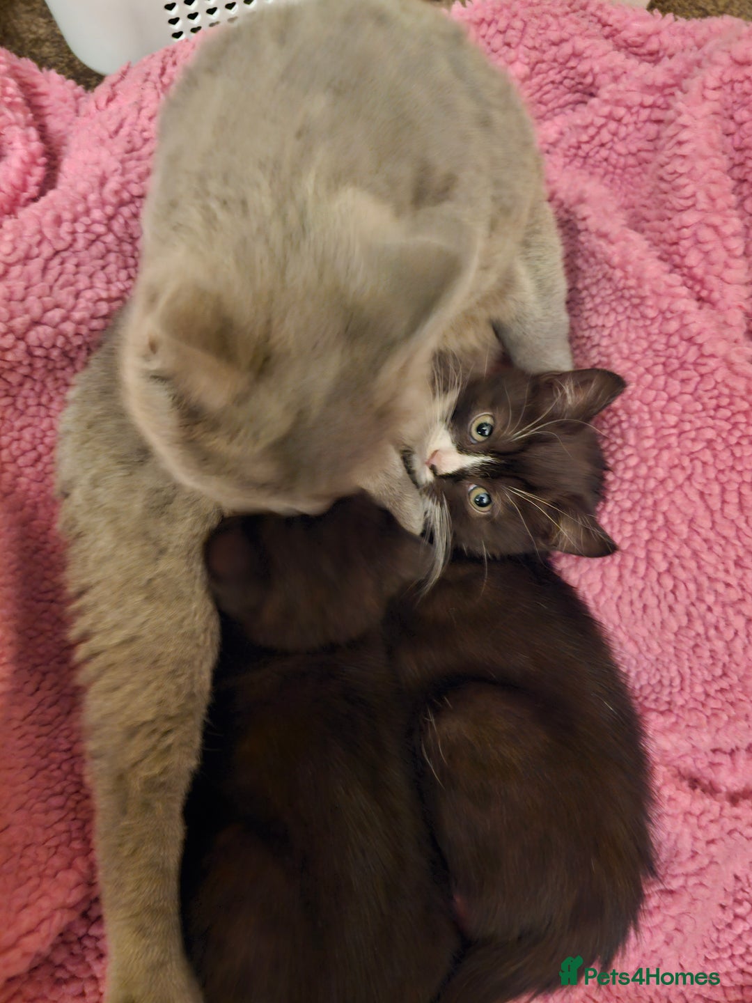 Mixed Breed cats for sale: Black and black and white BSH mix DSH - Advert 5