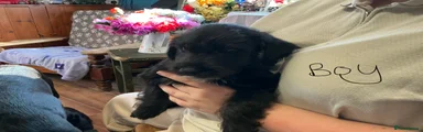 Mixed Breed 6