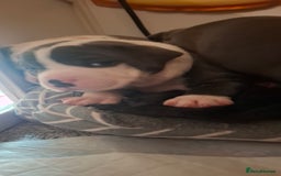 Staffordshire Bull Terrier dogs for sale: Blue Staffordshire bull terrier puppies  - Image 6