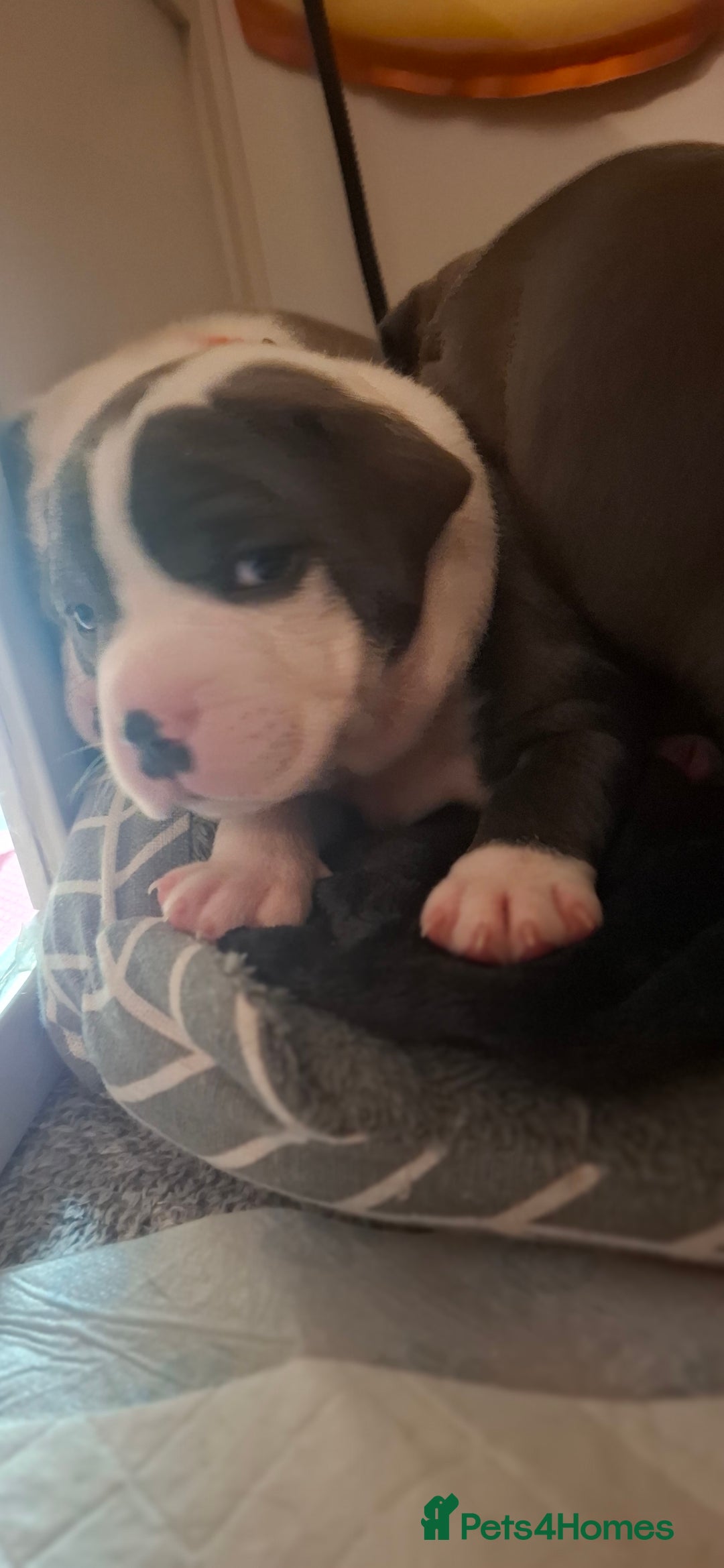 Staffordshire Bull Terrier dogs for sale: Blue Staffordshire bull terrier puppies  - Image 6