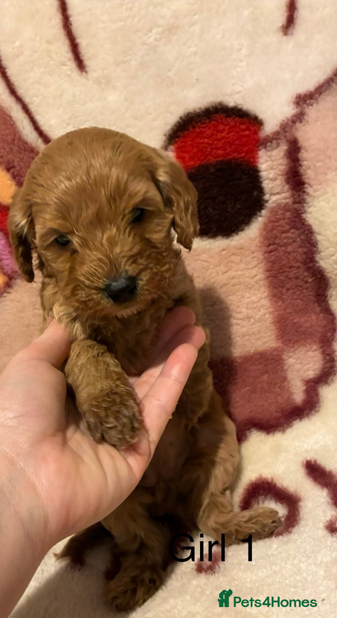 Cockapoo dogs for sale: Cockapoo puppy’s  - Advert 2