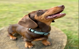 Miniature Dachshund dogs for sale: Sweetest Miniature Dachshund Pups - Image 13