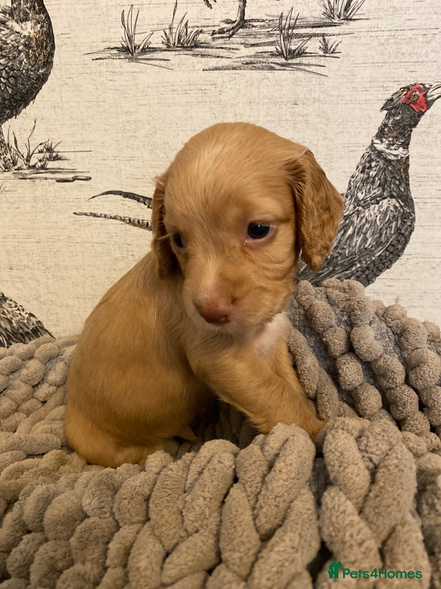 Cocker Spaniel dogs Beautiful KC Working Cocker Spaniel Puppies. - Advert 2