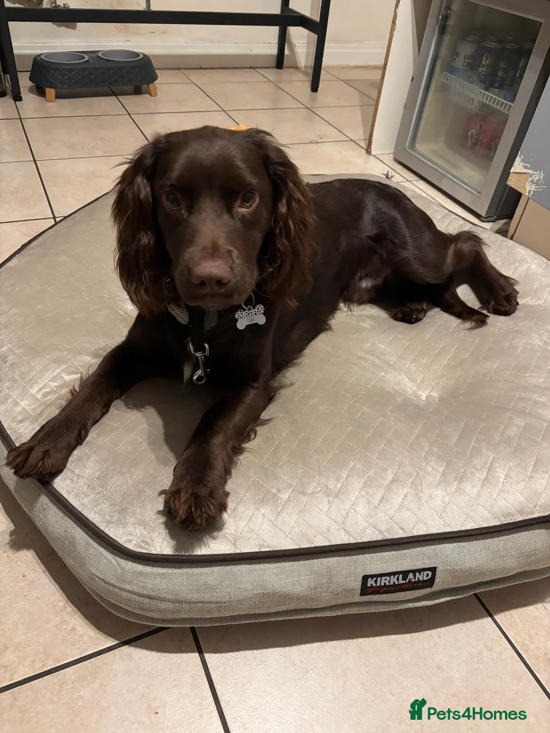 Cocker Spaniel dogs for sale: 9 month cocker spaniel Coco in Melton Mowbray - Advert 3