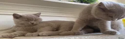 British Shorthair cats for sale: Championship line GCCF British Shorthair Kittens - Advert 26