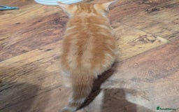 Mixed Breed cats for sale: 9 week old kittens - Image 12