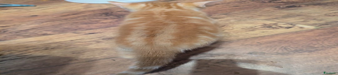 Mixed Breed Kitten 2