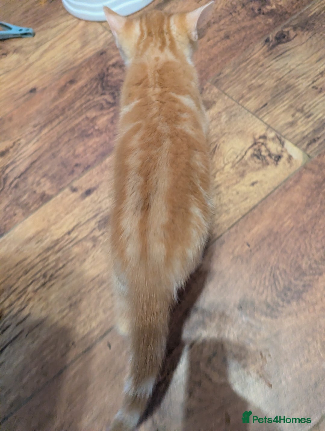 Mixed Breed cats for sale: 9 week old kittens - Image 12