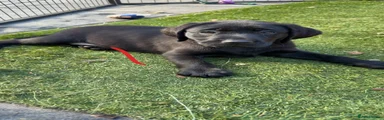 Labrador Retriever 4