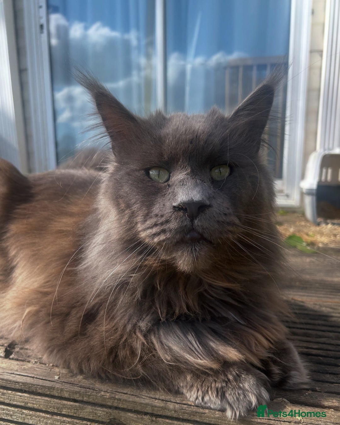 Maine Coon cats for sale: Vlad. Exquisite Huge Russian (neutered) 🔥🔥🔥🔥 - Image 4