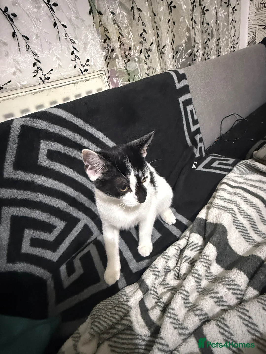Mixed Breed cats for sale: Kitten for sale  in Hull - Advert 2
