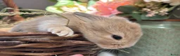 Mini Lop rabbits for sale: New born mini lop rabbits - Advert 10