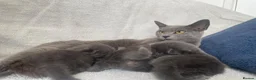 British Shorthair cats for sale: Grey British short haired x bengal kittens - Advert 9
