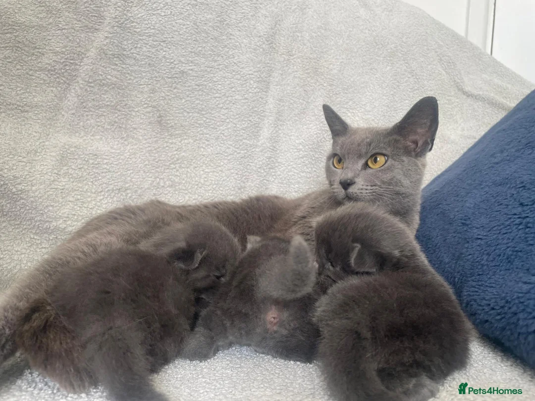 British Shorthair cats for sale: Grey British short haired x bengal kittens - Advert 9