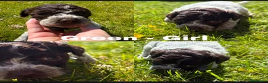 Lagotto Romagnolo 5