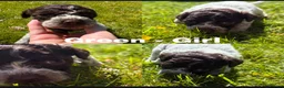Lagotto Romagnolo dogs for sale: Lagotto Romagnolo puppies - Advert 5