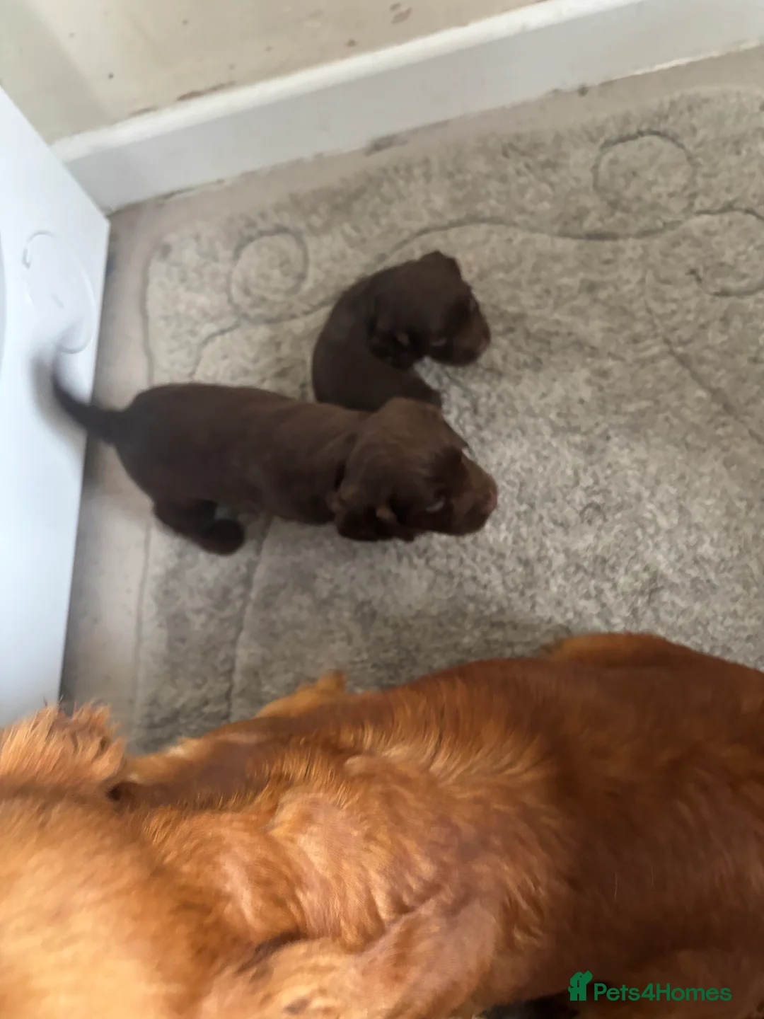 Cocker Spaniel dogs for sale: Cocker spaniel puppies  - Advert 3