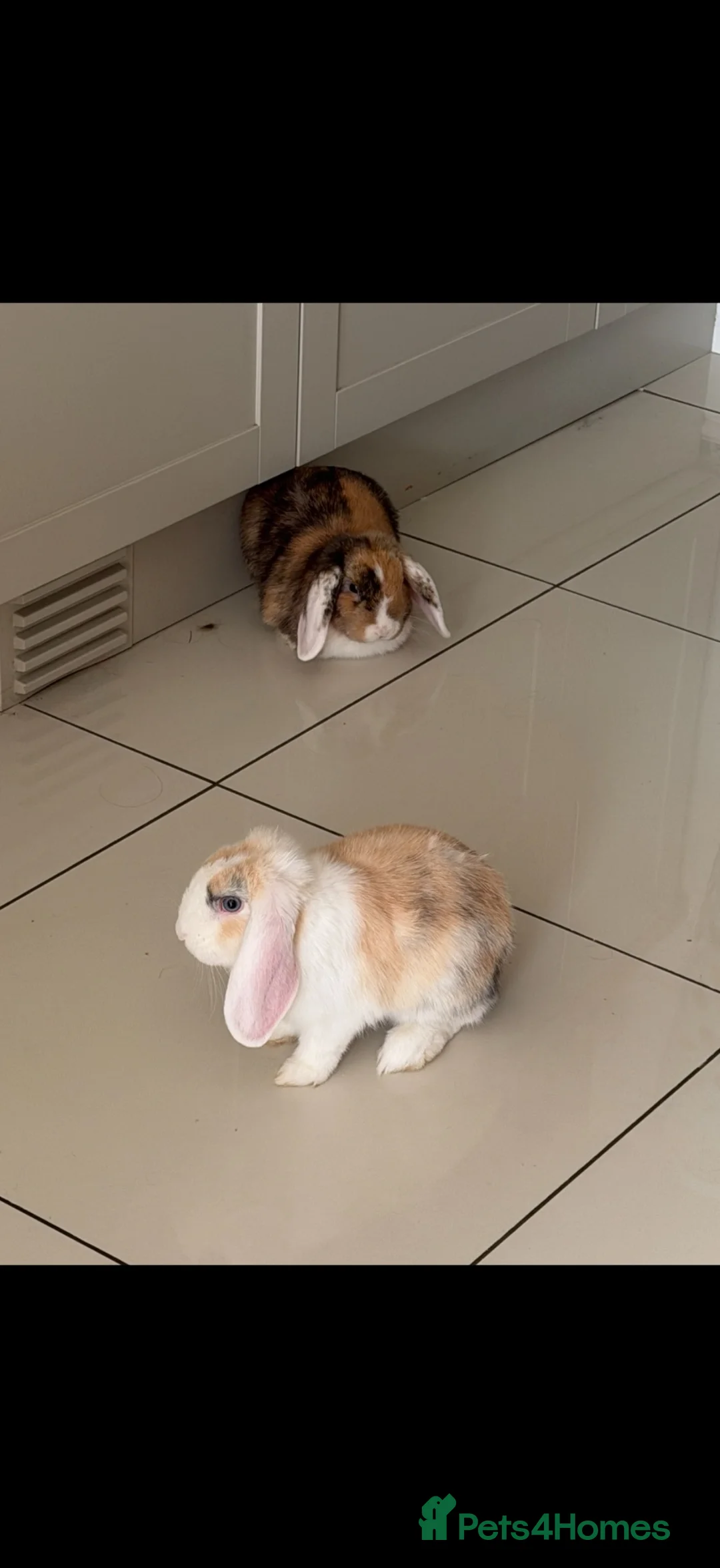Mini Lop rabbits for sale: 🐰 Bonded Mini Lop Rabbits Looking for a New Home in Peterborough - Advert 4